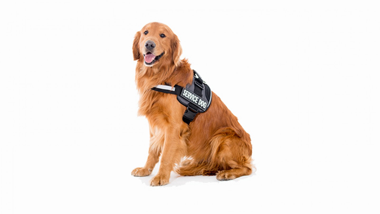 chien d'assistance